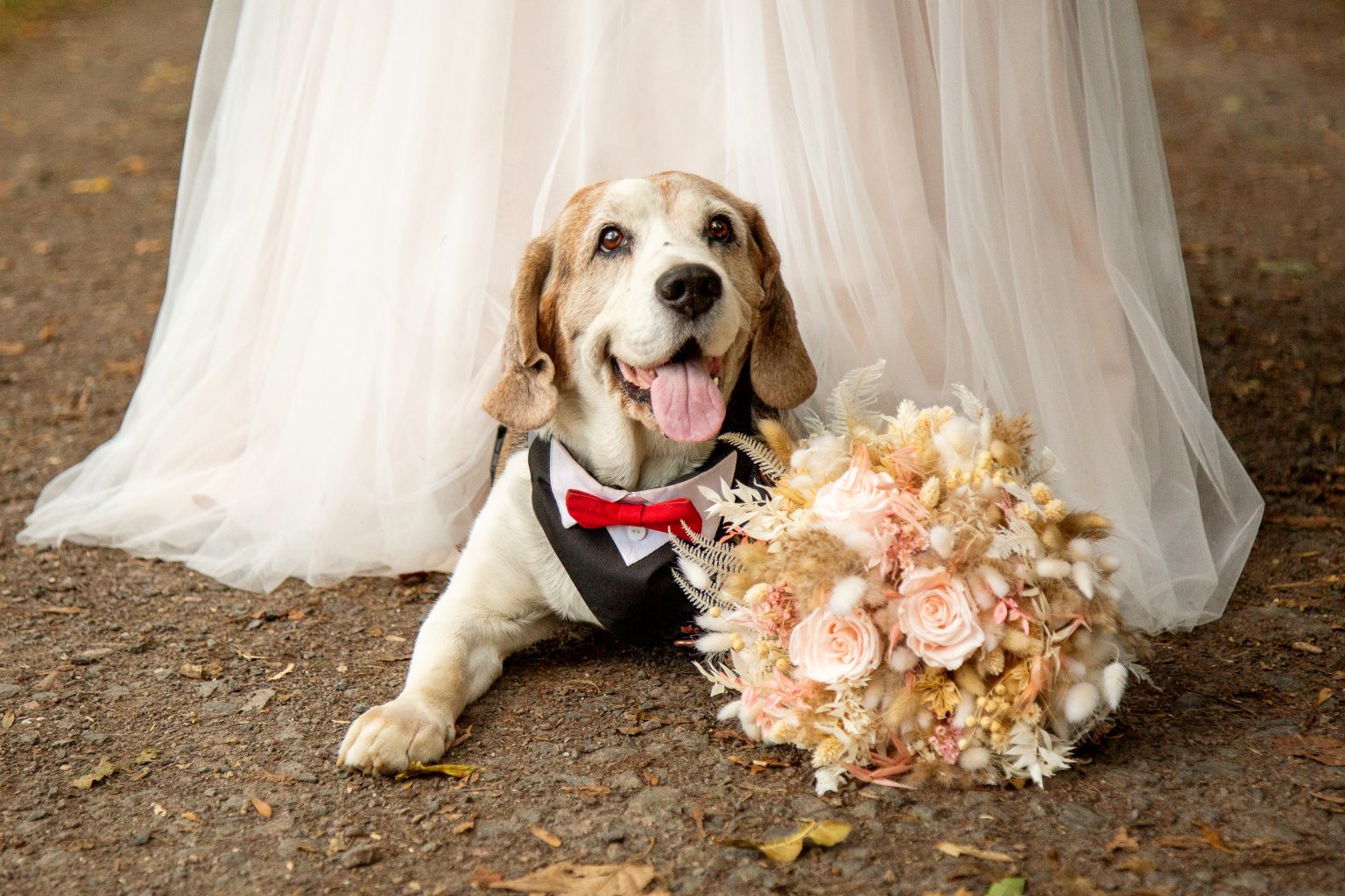 Tierfotografie von Sarah Seiler Fotografie Ein Hund sitzt neben einem Brautstrauß und Sarah Seiler Fotografie fotografiert ihn.