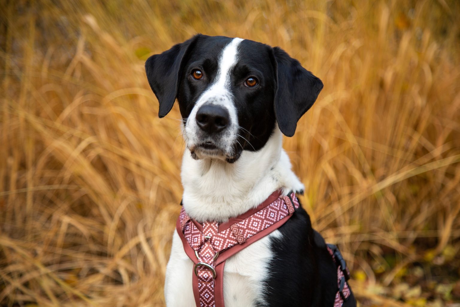 Tierfotografie von Sarah Seiler Fotografie Ein Hund sitzt im Feld und Sarah Seiler Fotografie hält diesen Moment fest.