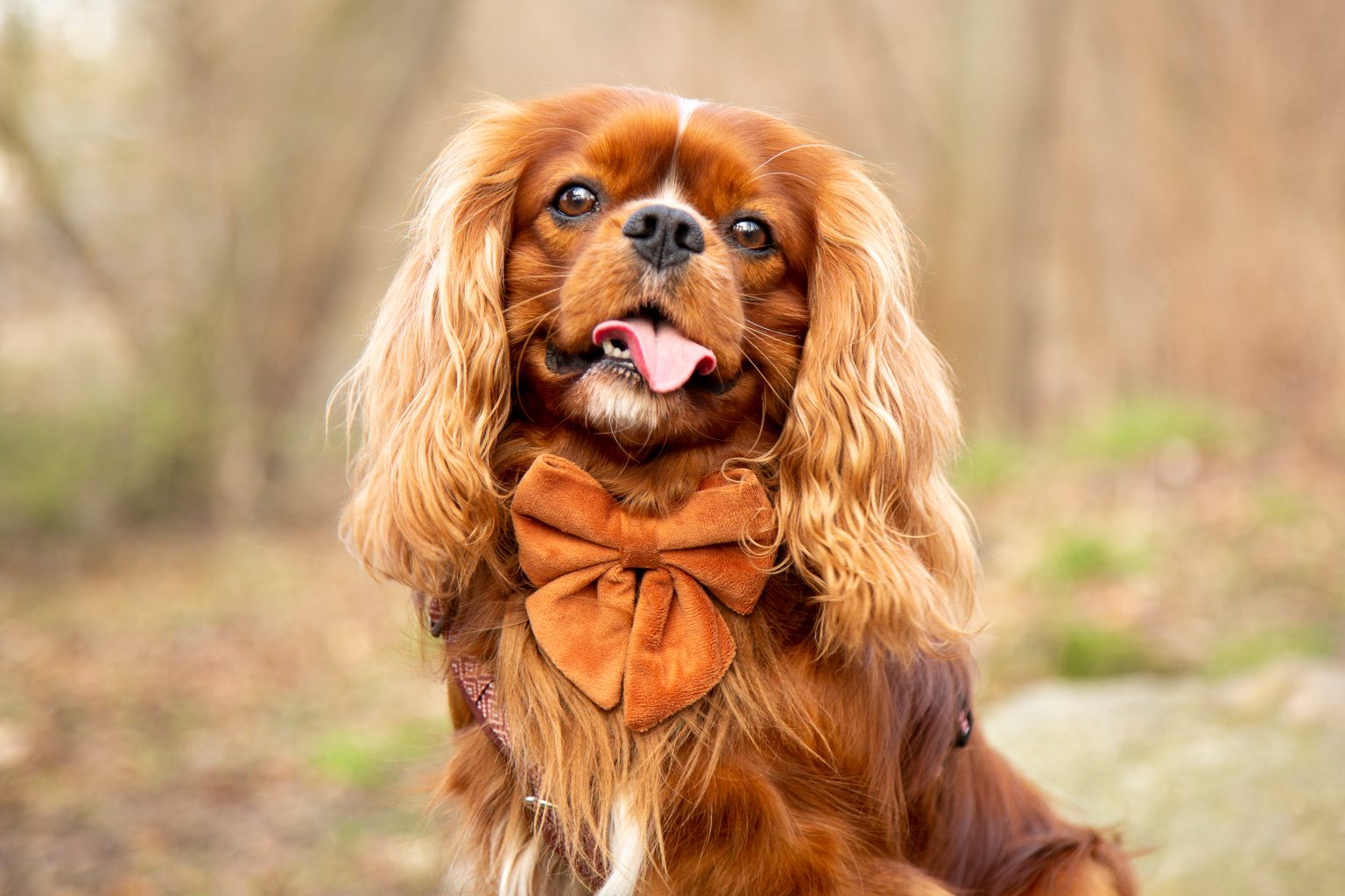 Tierfotografie von Sarah Seiler Fotografie Ein Cavalier King Charles Spaniel trägt eine Fliege und Sarah Seiler Fotografie fotografiert ihn.