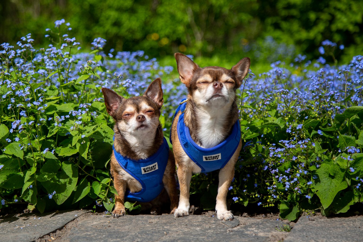 Tierfotografie von Sarah Seiler Fotografie Zwei Hunde tragen passende Westen und Sarah Seiler Fotografie fotografiert sie.