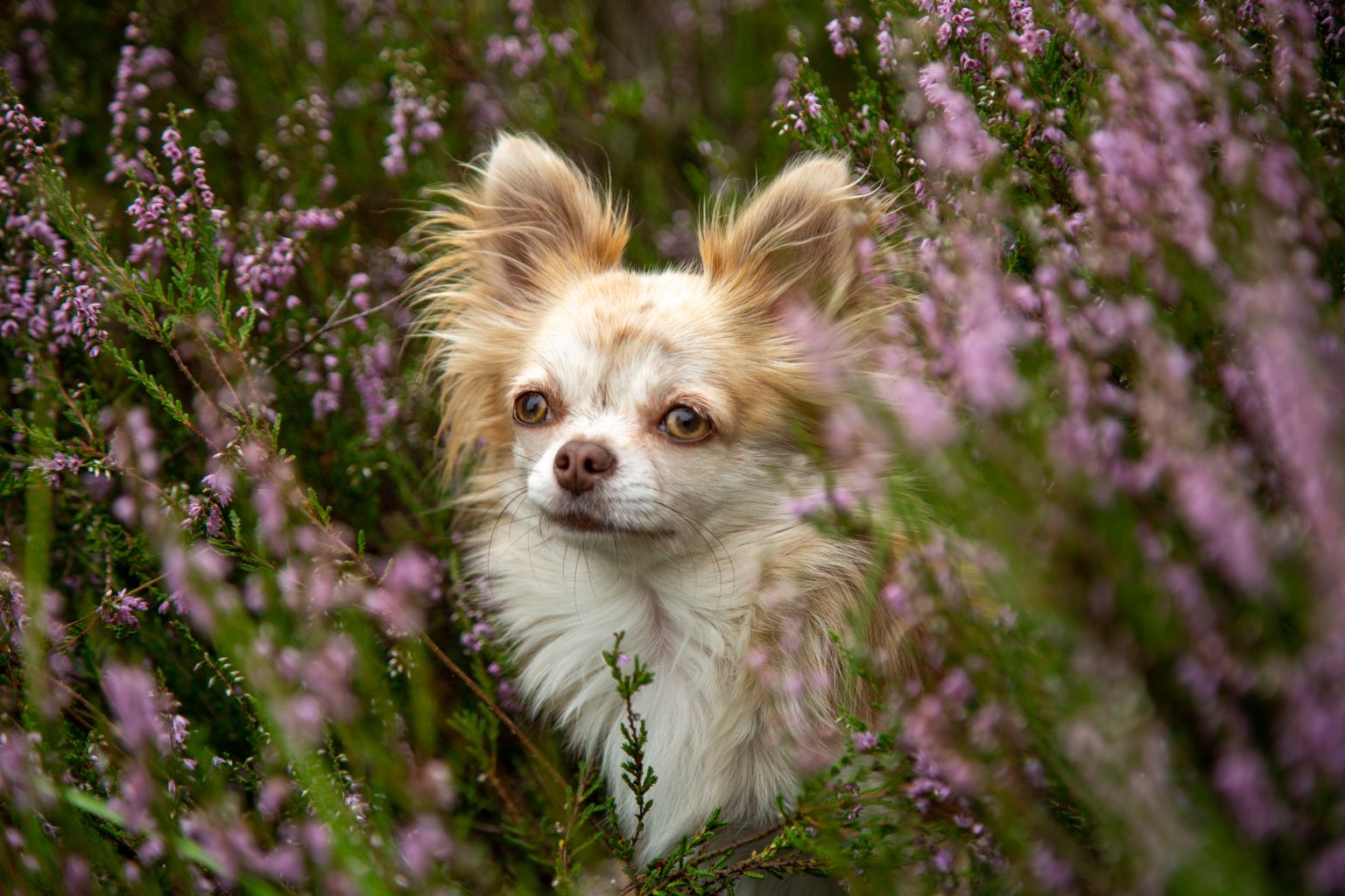 Tierfotografie von Sarah Seiler Fotografie Ein Chihuahua sitzt im Heidekraut und Sarah Seiler Fotografie hält diesen Moment fest.