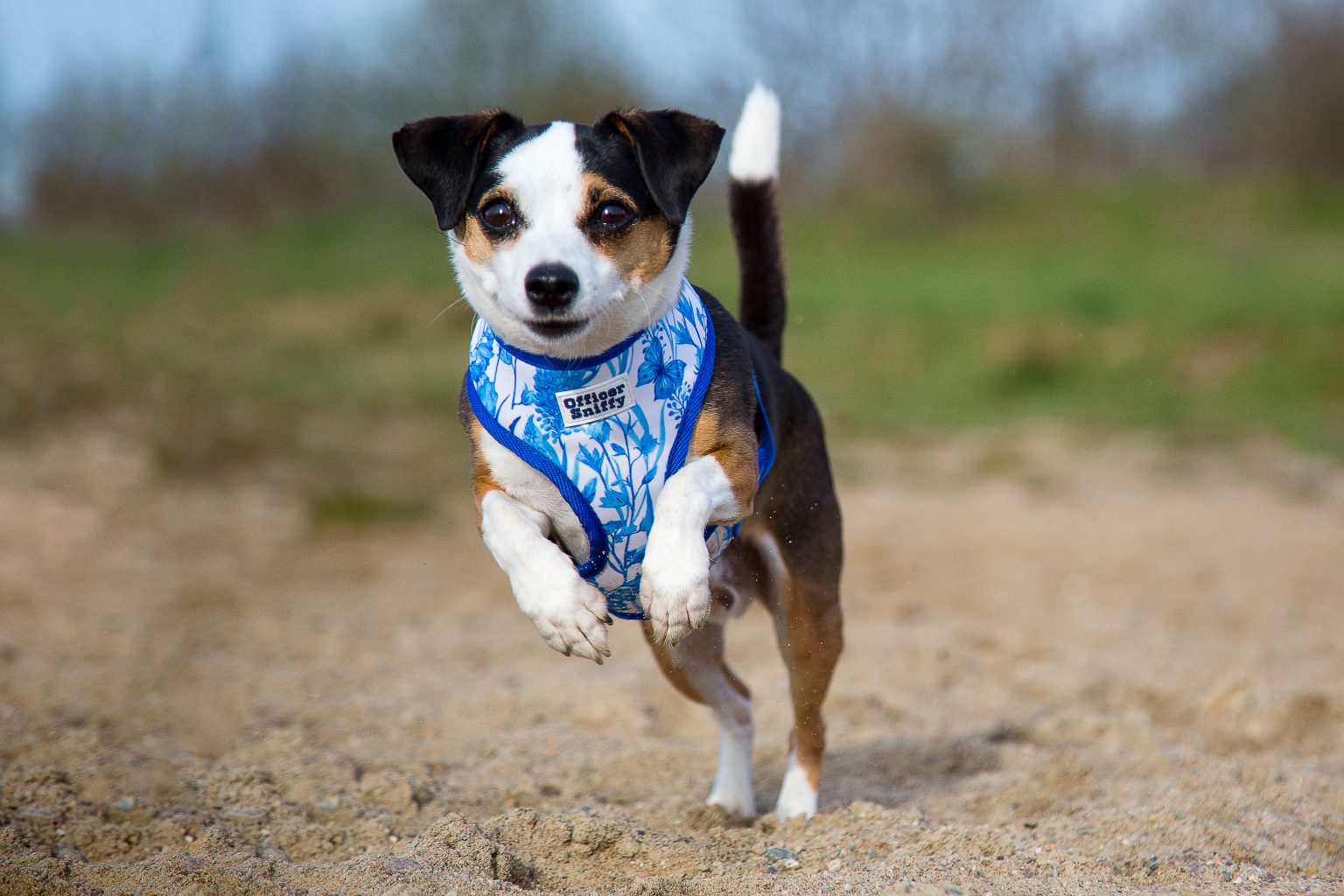 Tierfotografie von Sarah Seiler Fotografie Ein Hund läuft im Sand und Sarah Seiler Fotografie hält diesen Moment fest.