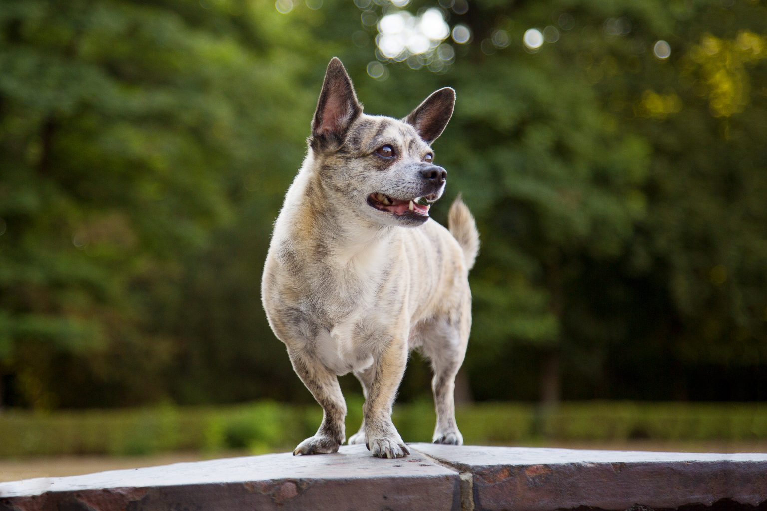 Tierfotografie von Sarah Seiler Fotografie Ein Hund steht auf einem Stein und Sarah Seiler Fotografie fotografiert ihn.