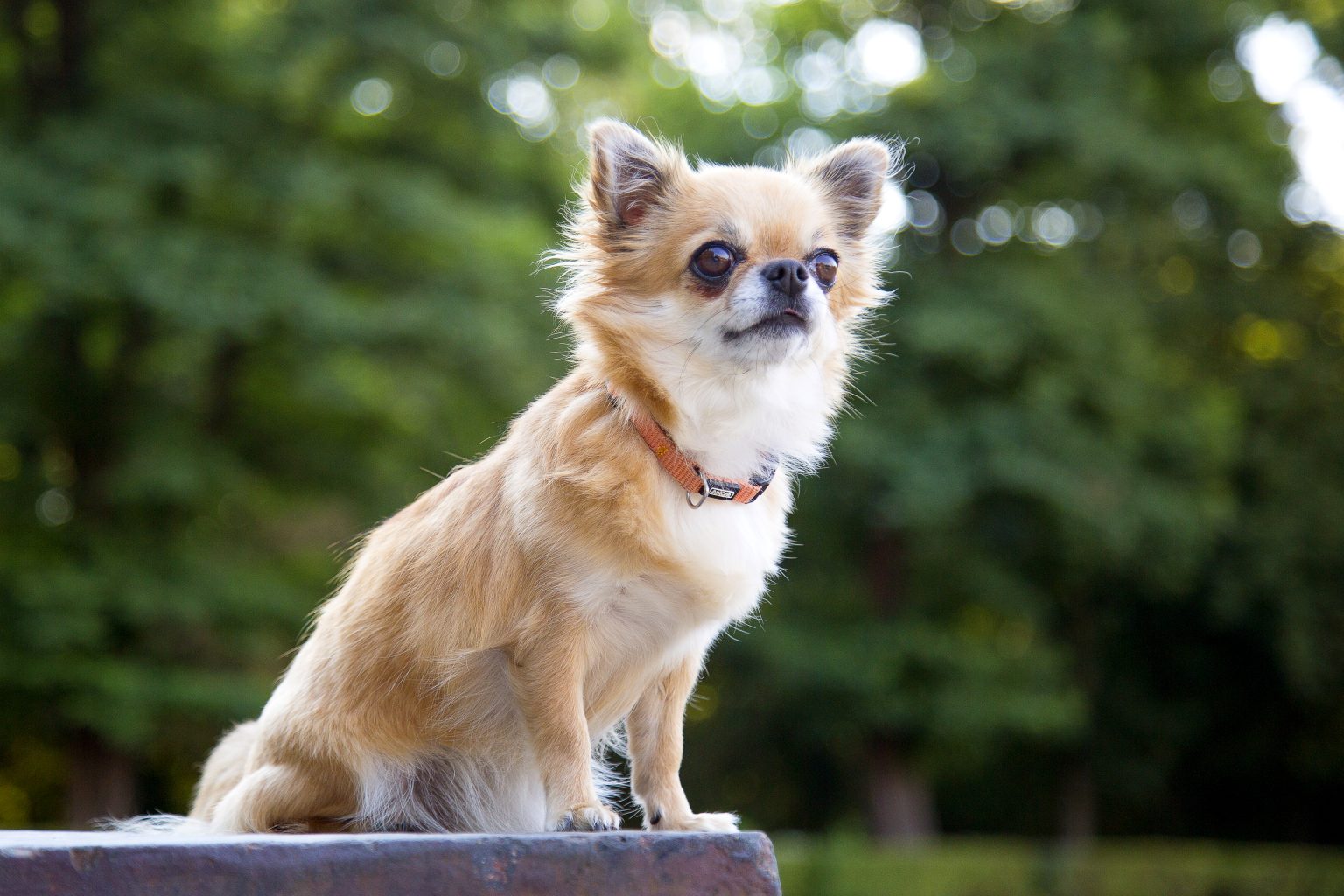 Tierfotografie von Sarah Seiler Fotografie Ein Chihuahua sitzt draußen auf einem Stein und Sarah Seiler Fotografie hält diesen Moment fest.