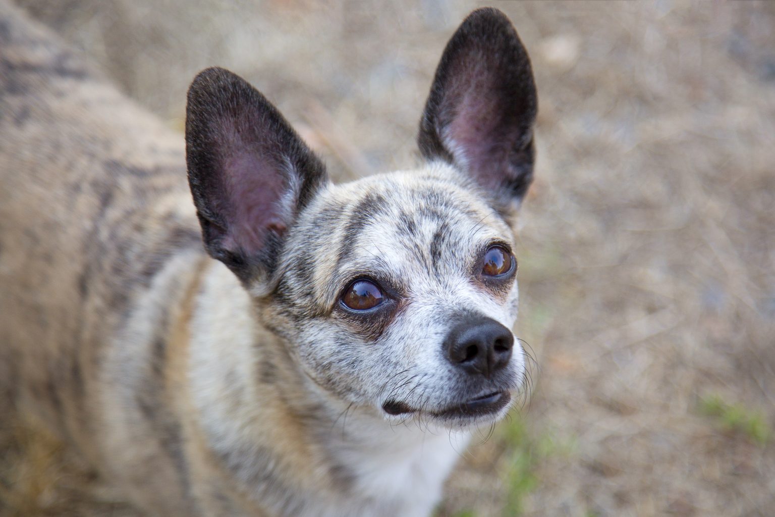 Tierfotografie von Sarah Seiler Fotografie Ein Chihuahua schaut aufmerksam in die Kamera und Sarah Seiler Fotografie fotografiert ihn.