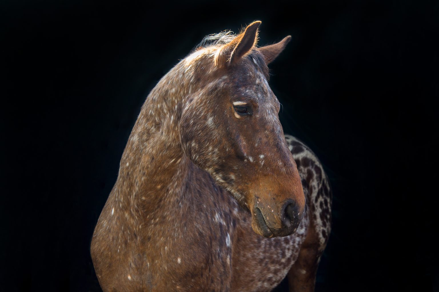 Tierfotografie von Sarah Seiler Fotografie Ein Pferd wird frontal fotografiert und Sarah Seiler Fotografie hält diesen Moment fest.