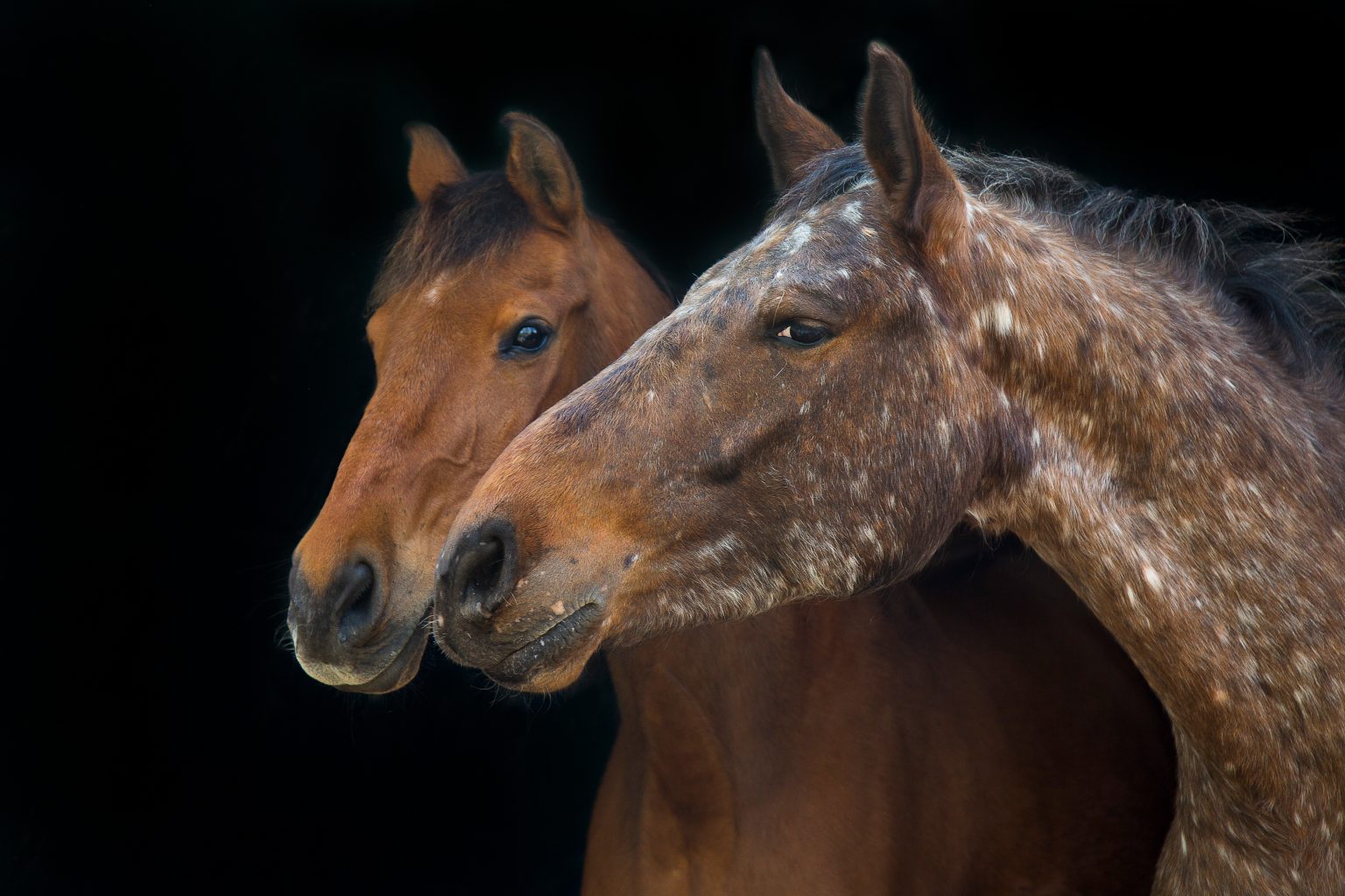 Tierfotografie von Sarah Seiler Fotografie Zwei Pferde stehen nebeneinander und Sarah Seiler Fotografie fotografiert sie.