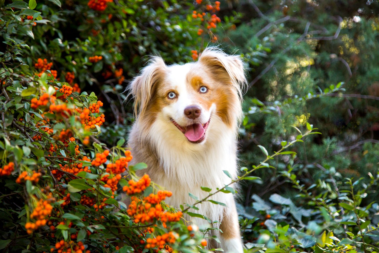 Tierfotografie von Sarah Seiler Fotografie Ein Hund sitzt im Garten vor bunten Pflanzen und Sarah Seiler Fotografie fotografiert ihn.