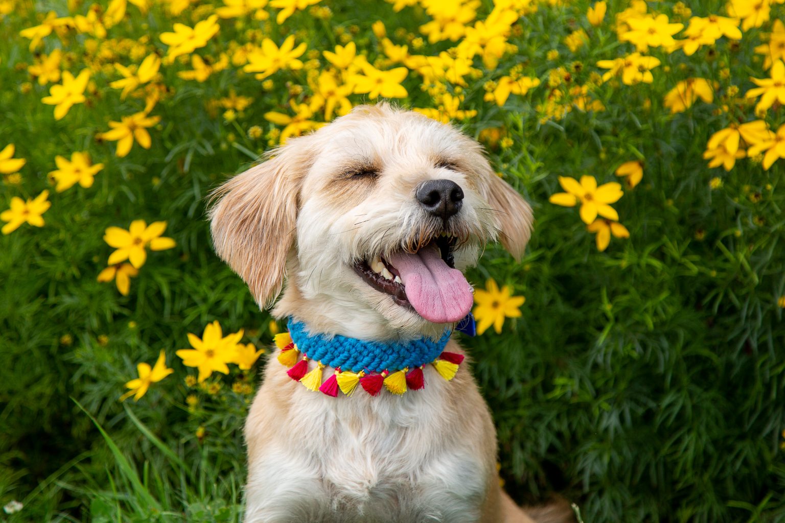 Tierfotografie von Sarah Seiler Fotografie Ein lachender Hund trägt eine bunte Halskette und Sarah Seiler Fotografie fotografiert ihn.
