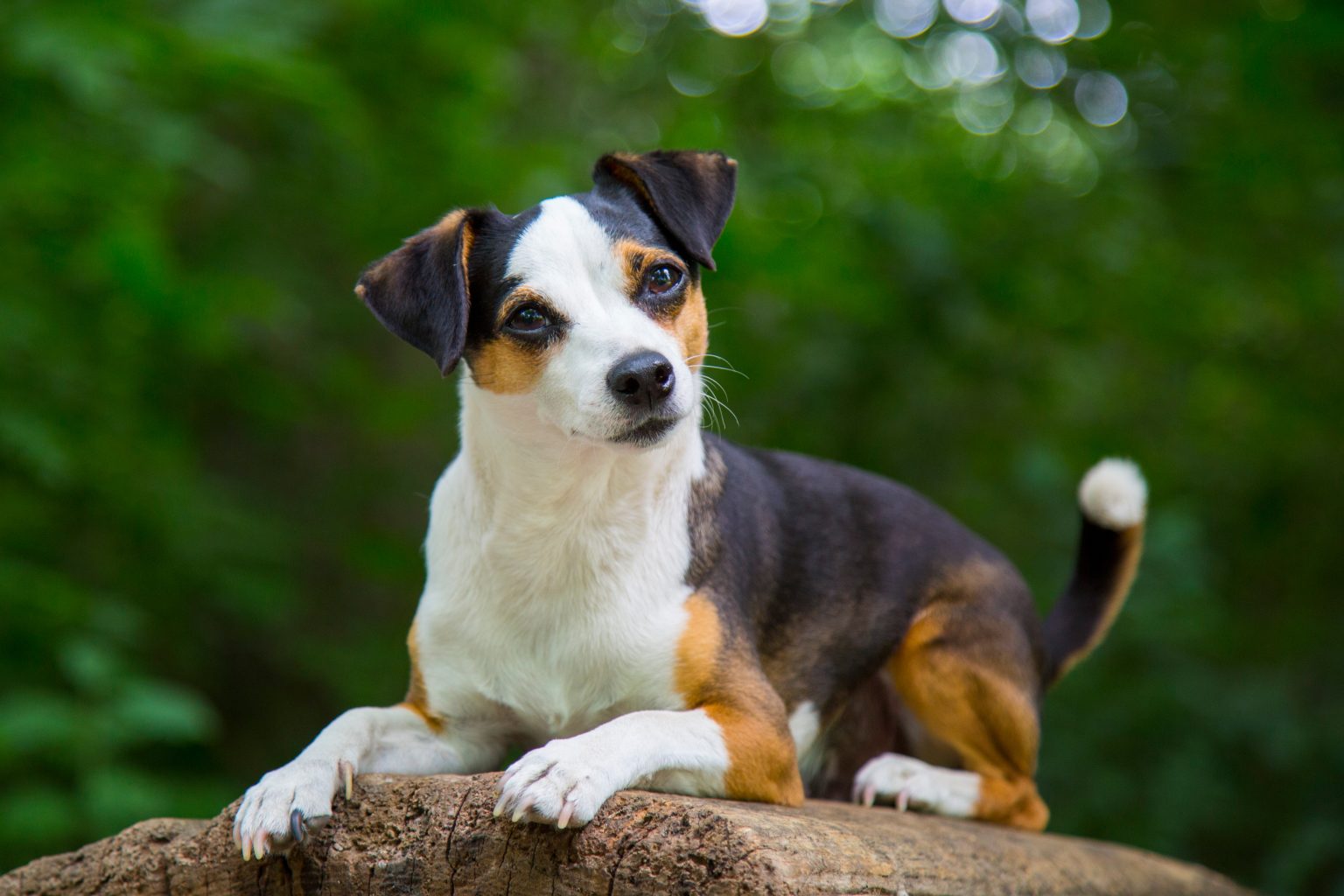 Tierfotografie von Sarah Seiler Fotografie Ein Hund sitzt auf einem Baumstamm und Sarah Seiler Fotografie fotografiert ihn.