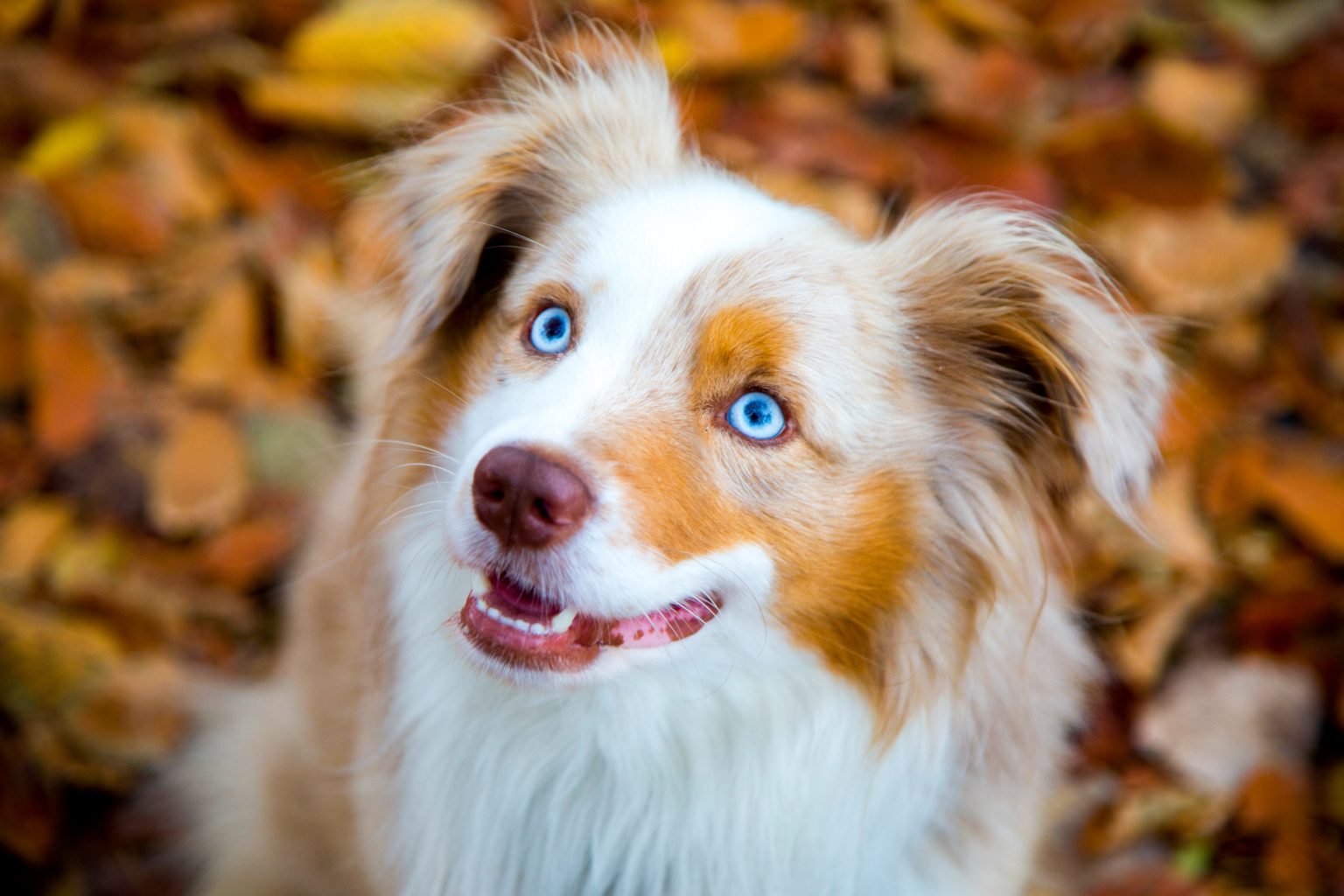Tierfotografie von Sarah Seiler Fotografie Ein Hund mit hellen Augen sitzt im Herbstlaub und Sarah Seiler Fotografie hält diesen Moment fest.