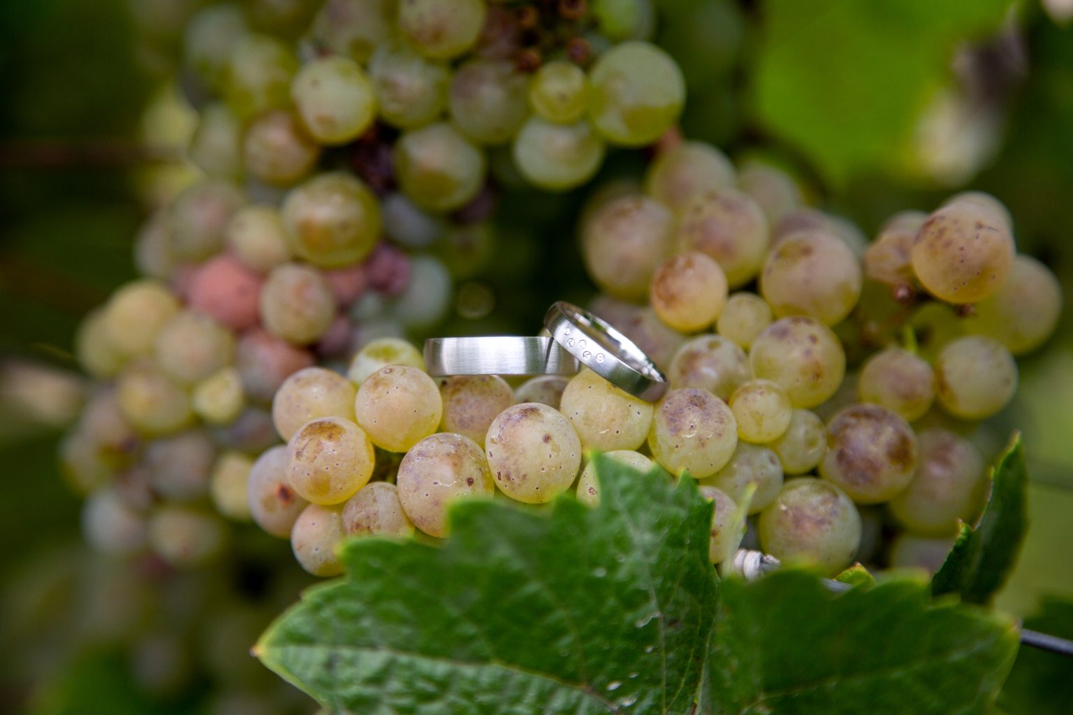 Hochzeitsfoto von Sarah Seiler Fotografie Zwei Eheringe liegen auf Weintrauben und Sarah Seiler Fotografie fotografiert sie.