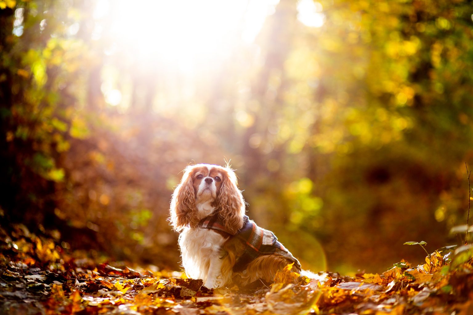 Herbst – Sarah Seiler Fotografie Ein Hund sitzt im Herbstlaub und Sarah Seiler Fotografie fotografiert ihn.