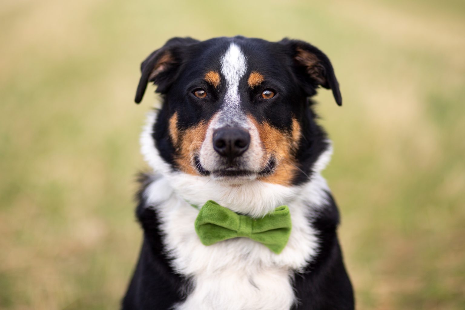 Tierfotografie von Sarah Seiler Fotografie Ein Hund trägt eine grüne Fliege und Sarah Seiler Fotografie fotografiert ihn.