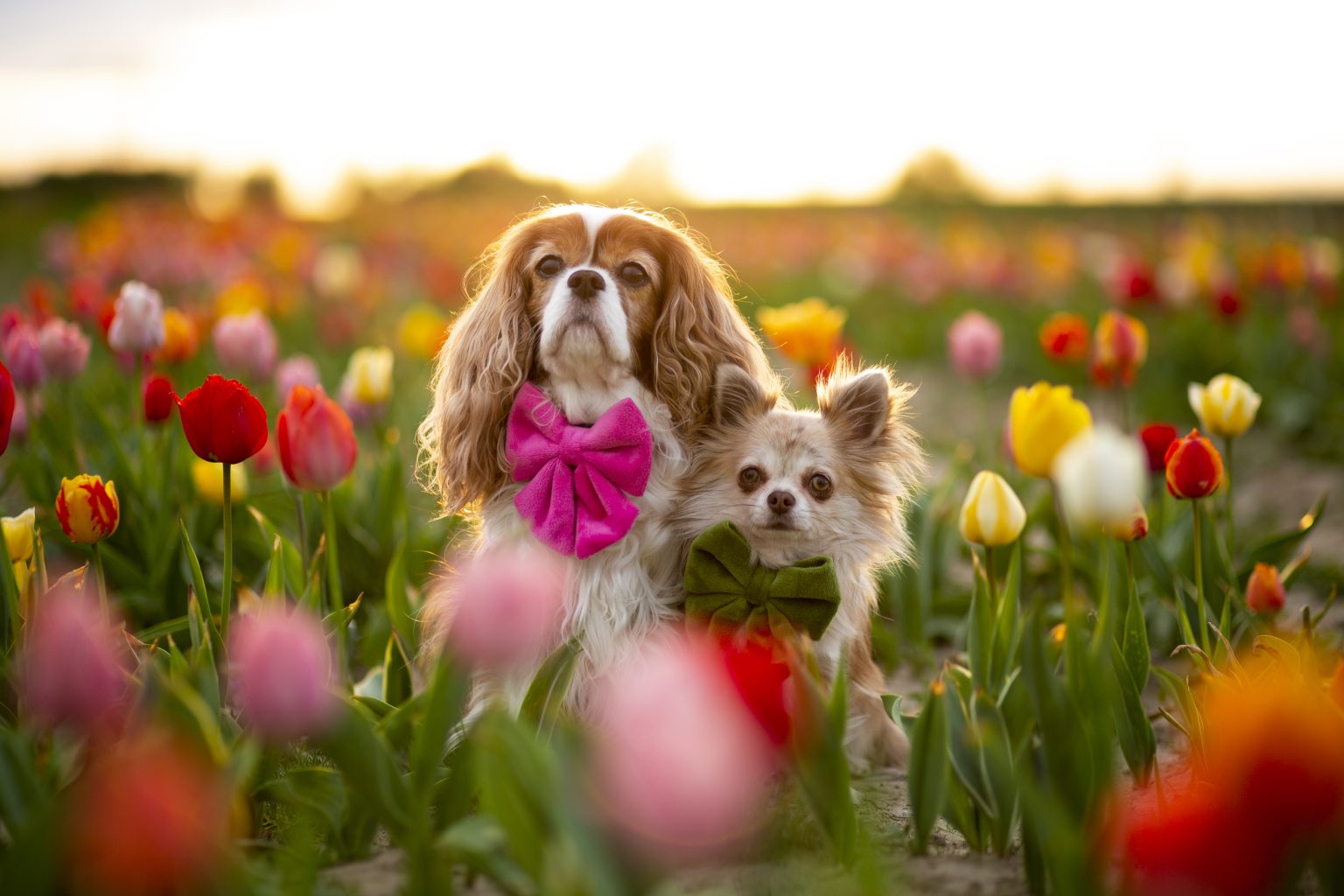 Tierfotografie von Sarah Seiler Fotografie Zwei Hunde sitzen im Tulpenfeld und Sarah Seiler Fotografie fotografiert sie.
